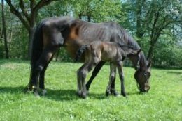 Na fotografii je stejně stará klisnička narozená u mne ve stáji, abyste měli nějaký obrázek. Jmenuje se Hajmana a je to celkově 125. hříbátko, které jsem odrodil.