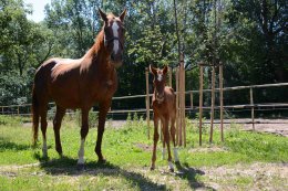 Klisnička Beh Cama narozená 6. 6. 2018